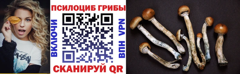 купить наркотики сайты  Конаково  Галлюциногенные грибы Psilocybine cubensis 